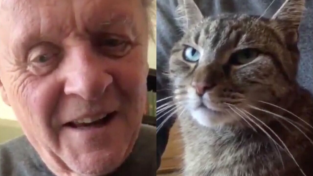 Il commovente addio di Anthony Hopkins al suo gatto: “Per sempre nei nostri cuori”