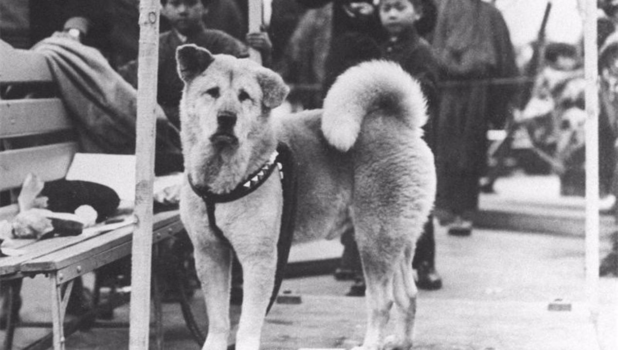 hachiko storia vera