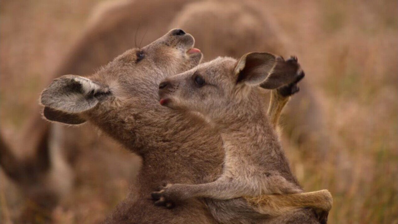 Kangaroo Valley – La valle dei canguri: recensione del documentario Netflix