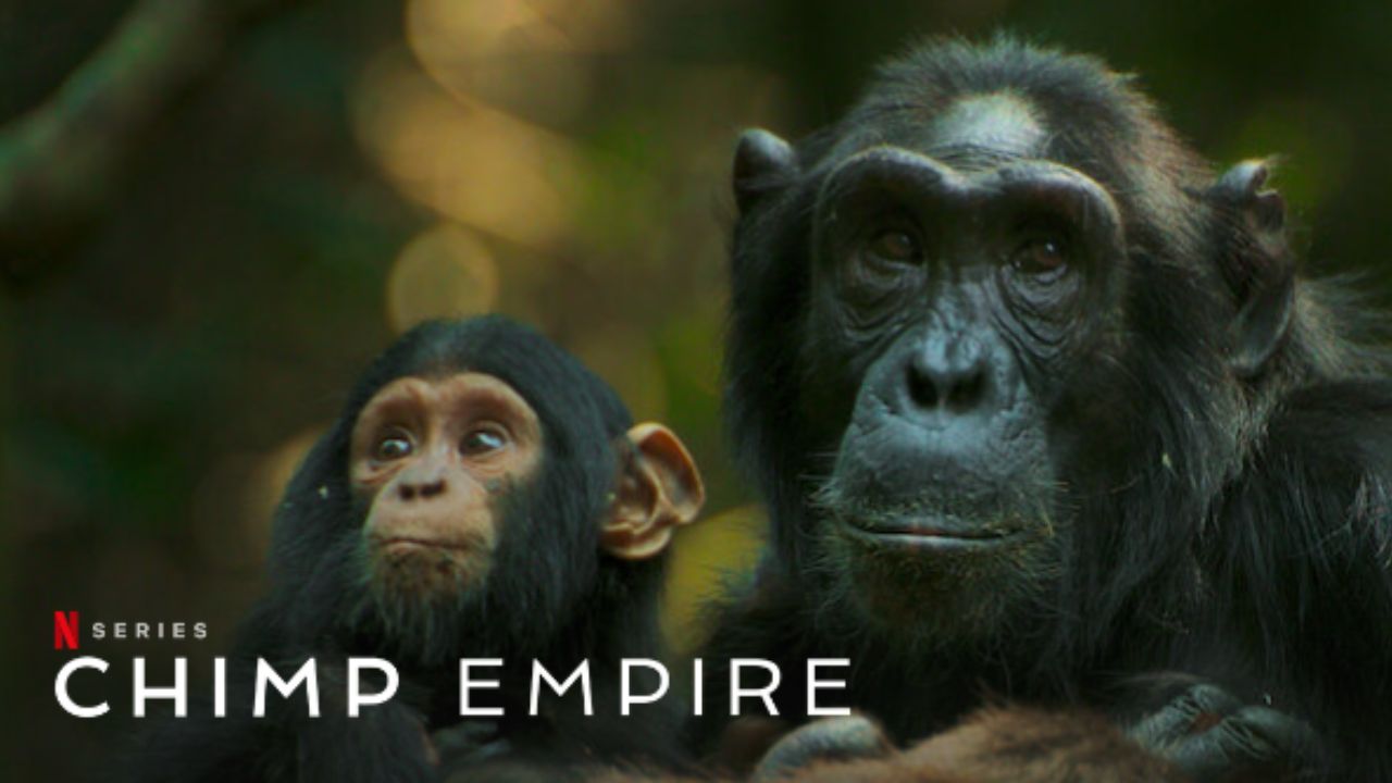 L'impero degli scimpanzé cinematographe.it