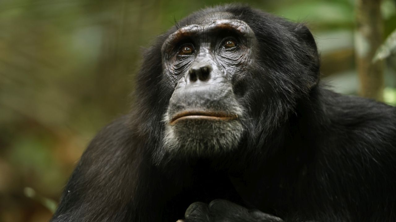 Docu-serie Netflix impero degli scimpanzé cinematographe.it