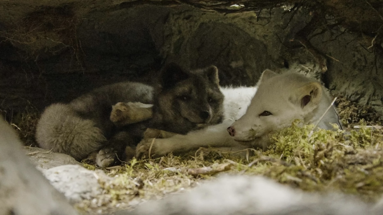 Kina e Yuk alla scoperta del mondo: recensione del film con la voce di Benedetta Rossi