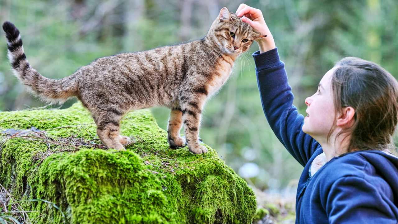 Vita da gatto; cinematographe.it