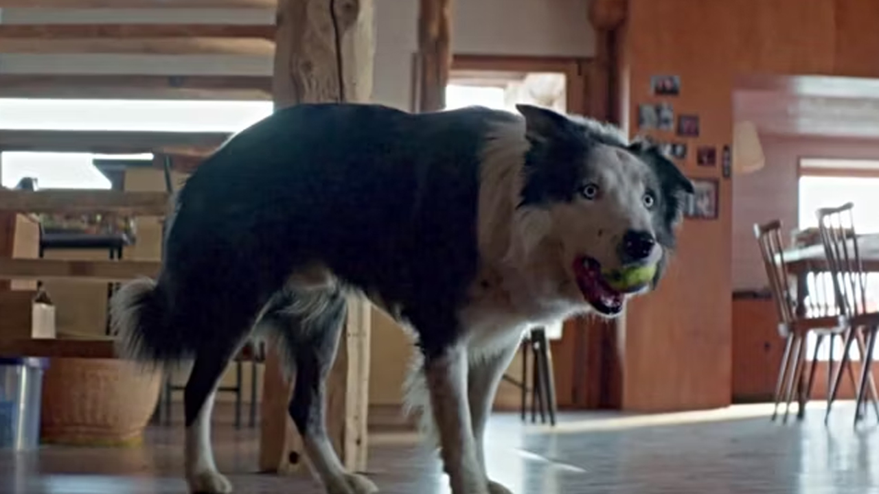 Anatomia di una Caduta: il cane Messi avrà il suo programma televisivo al Festival di Cannes