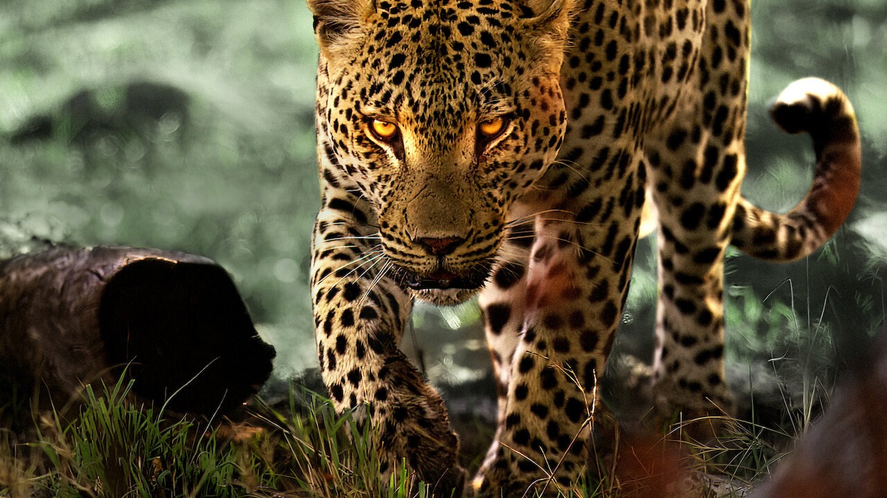 La vita dei leopardi: trailer e tutto quello che c’è da sapere sullo straordinario documentario Netflix