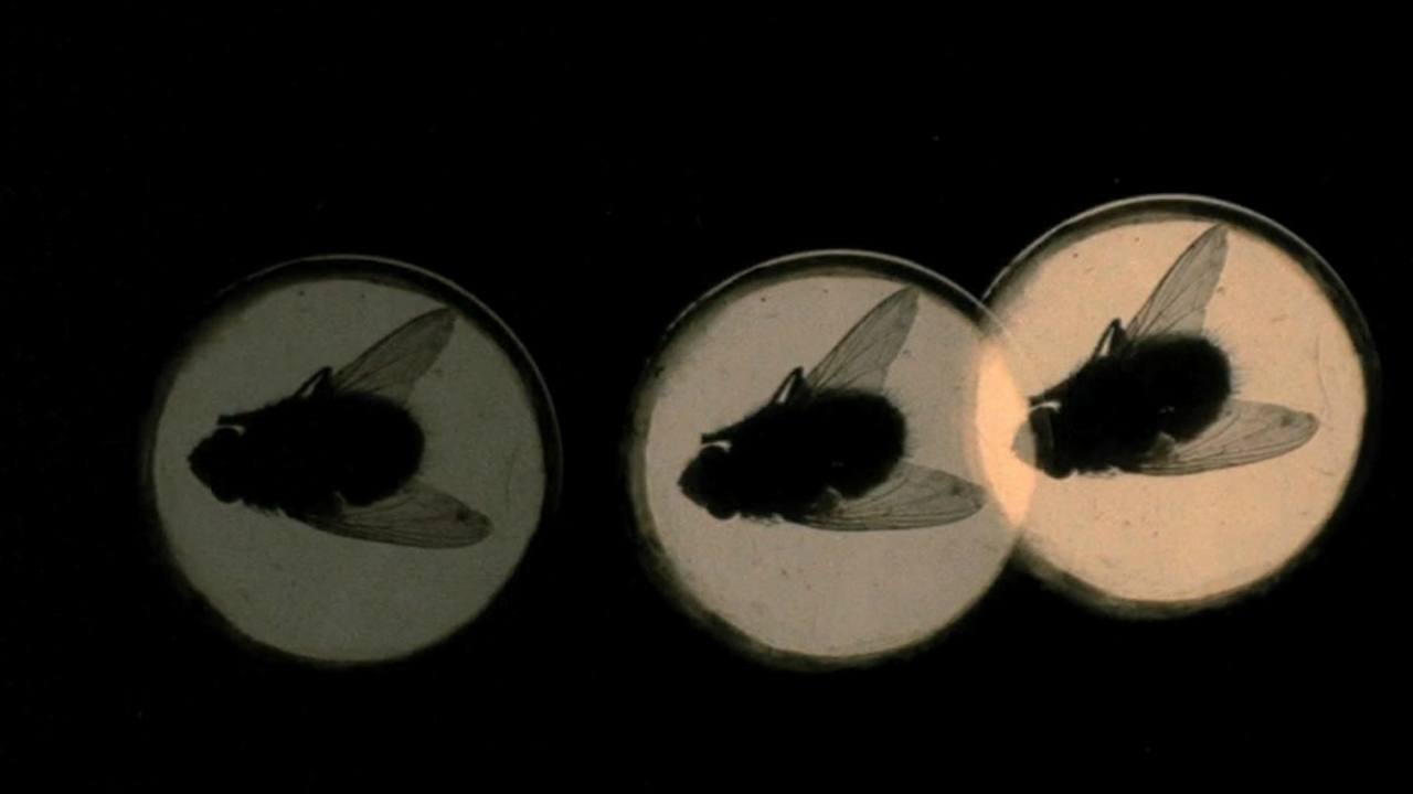 4 mosche di velluto grigio Cinematographe.it