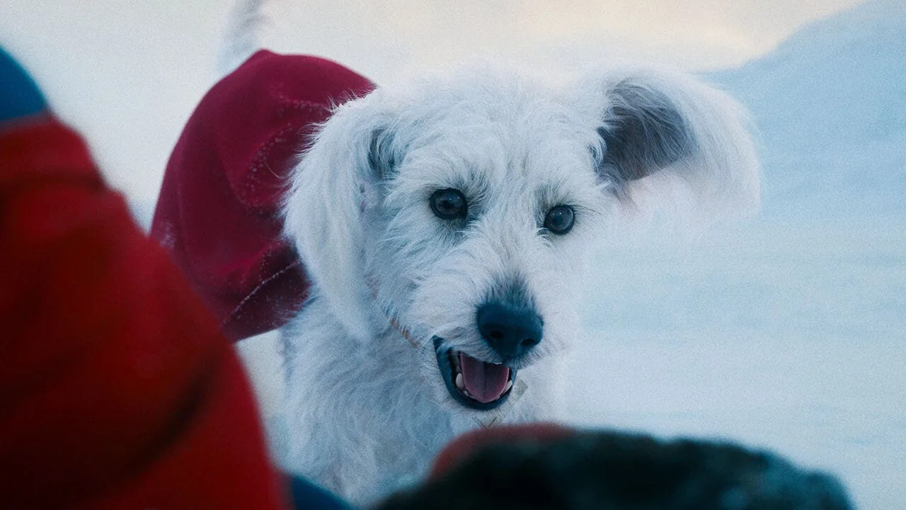 superman krypto cinematogrpahe.it