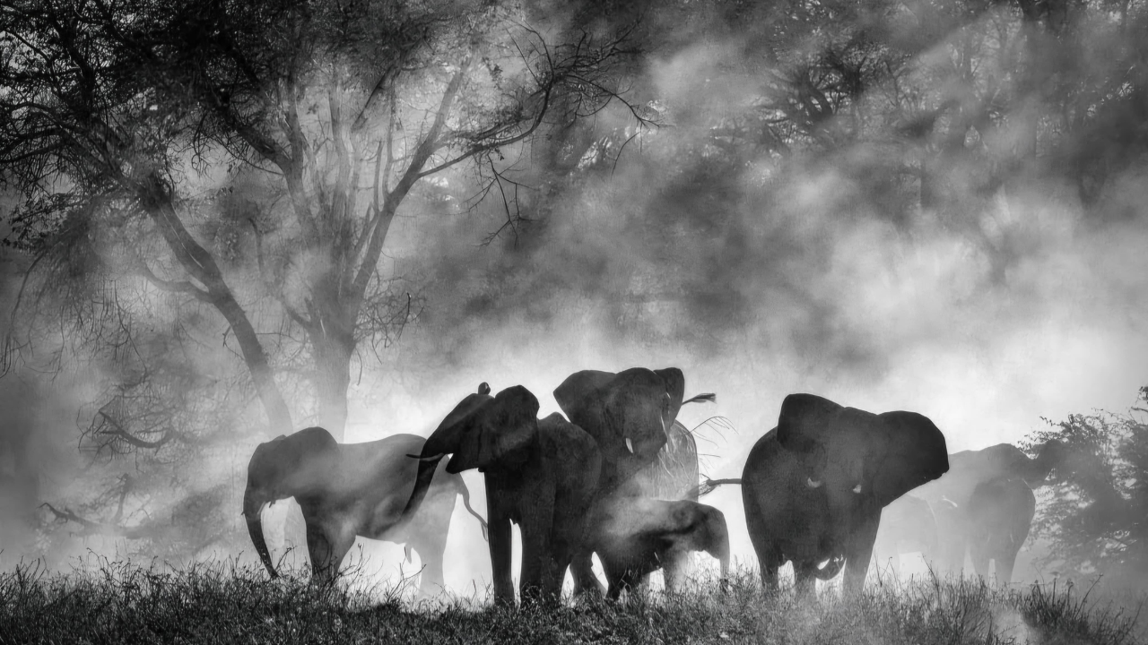 Ghost elephants cinematographe.it