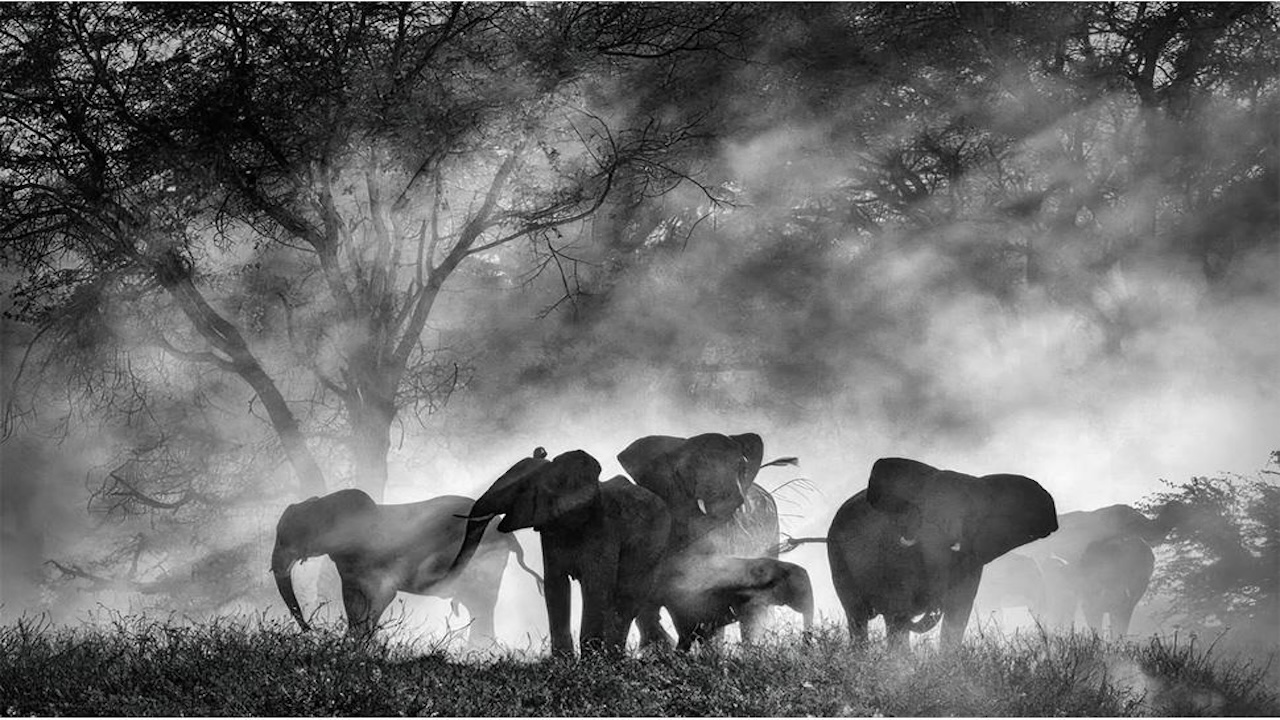 Ghost Elephants: recensione del documentario di Werner Herzog, da Venezia 82
