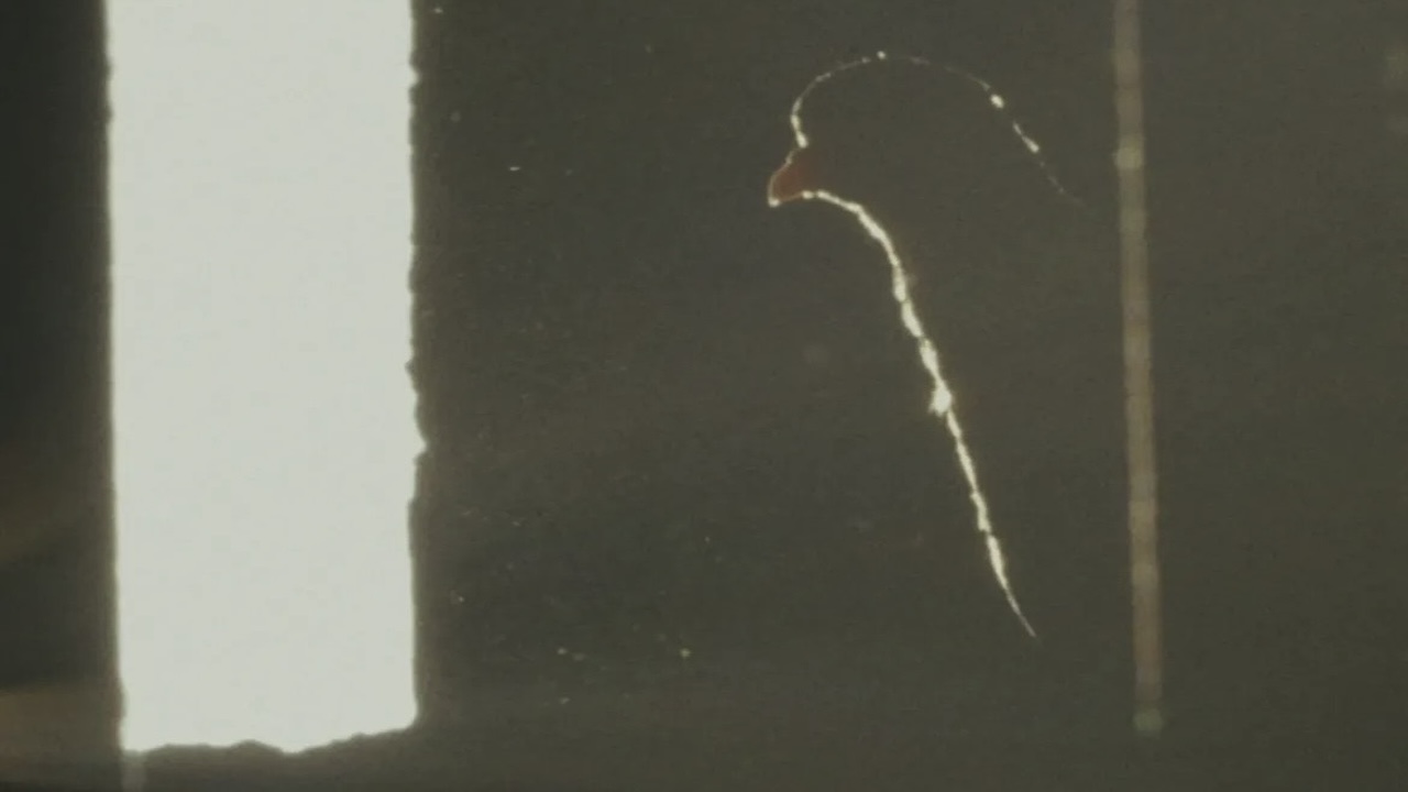 Il Viaggio di Ritorno;
Cinematographe.it