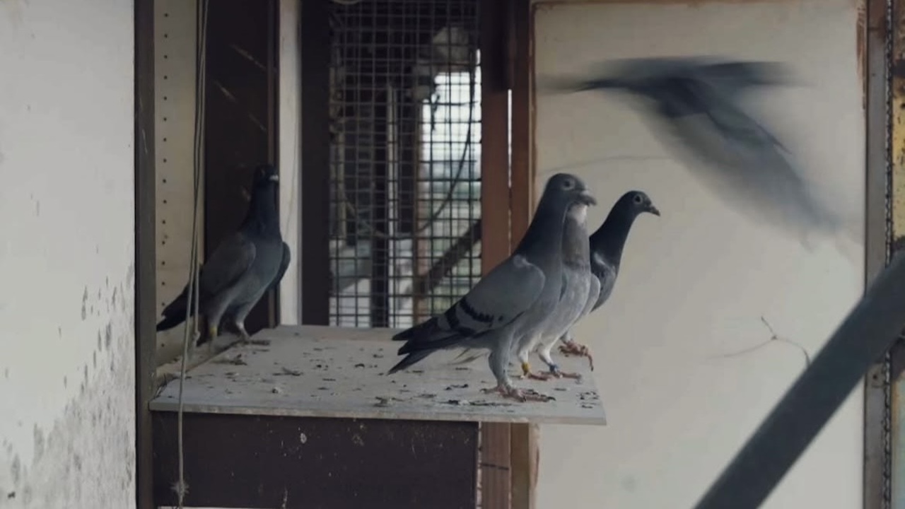 Il Viaggio di Ritorno;
Cinematographe.it